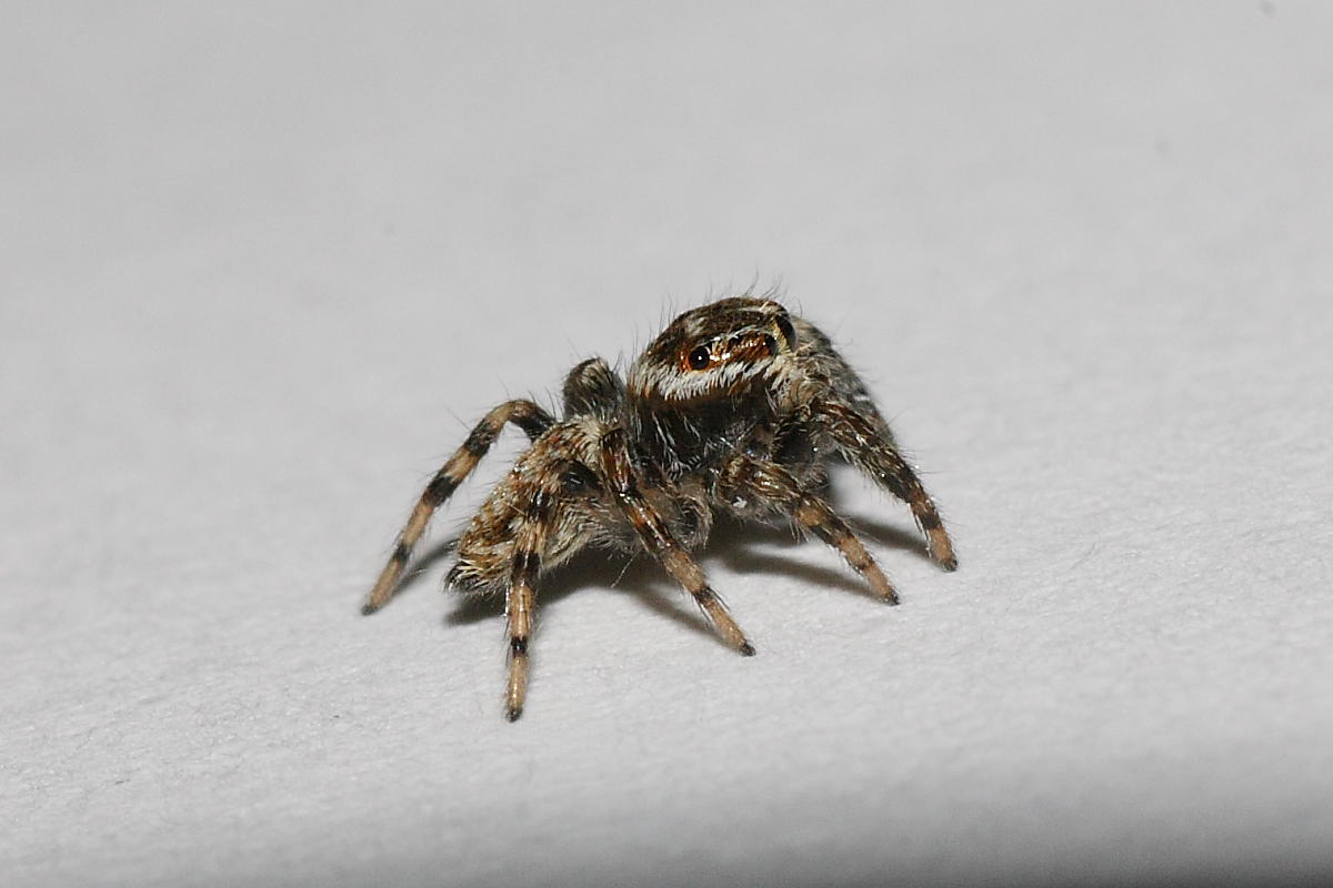 Evarcha sp.