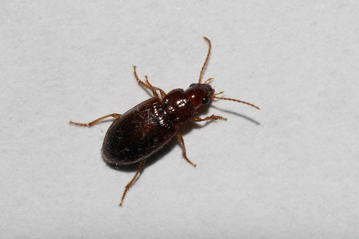 Bradycellus verbasci