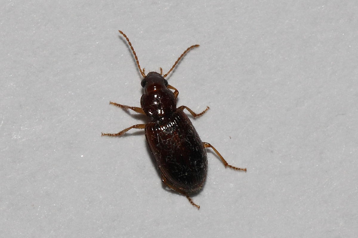 Bradycellus verbasci