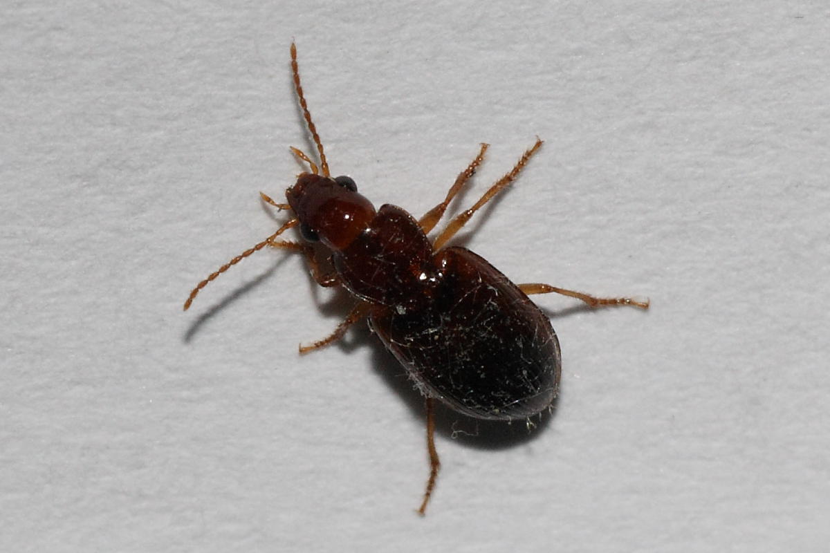 Bradycellus verbasci