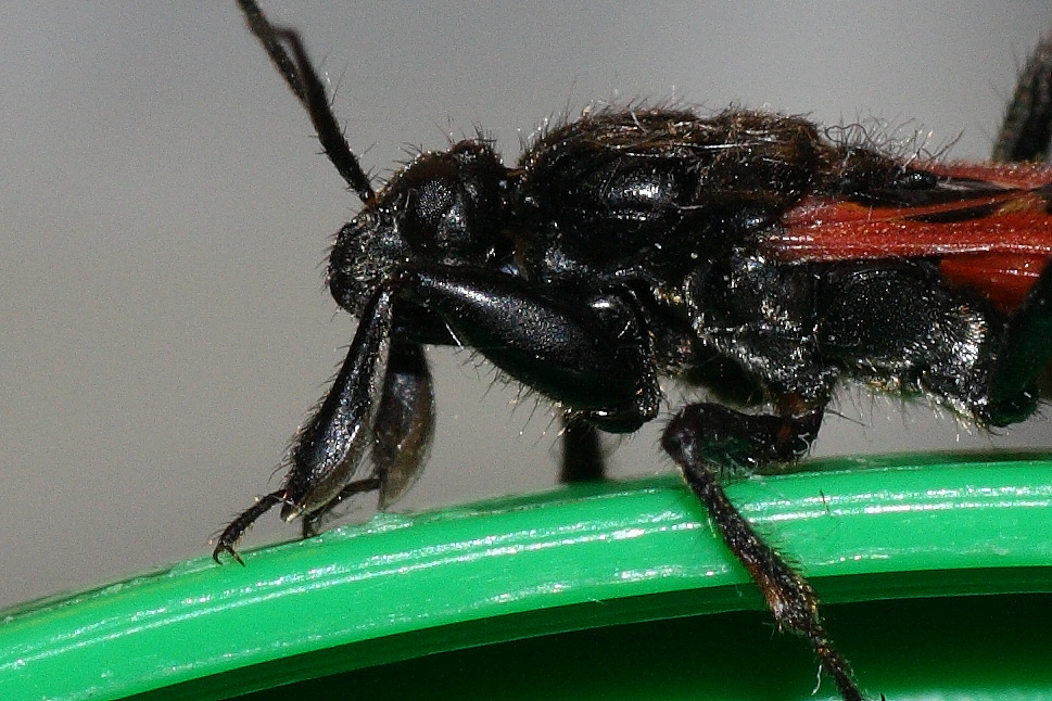 Reduviidae: ninfe di Reduvius, Peirates, Ectomocoris di Osti