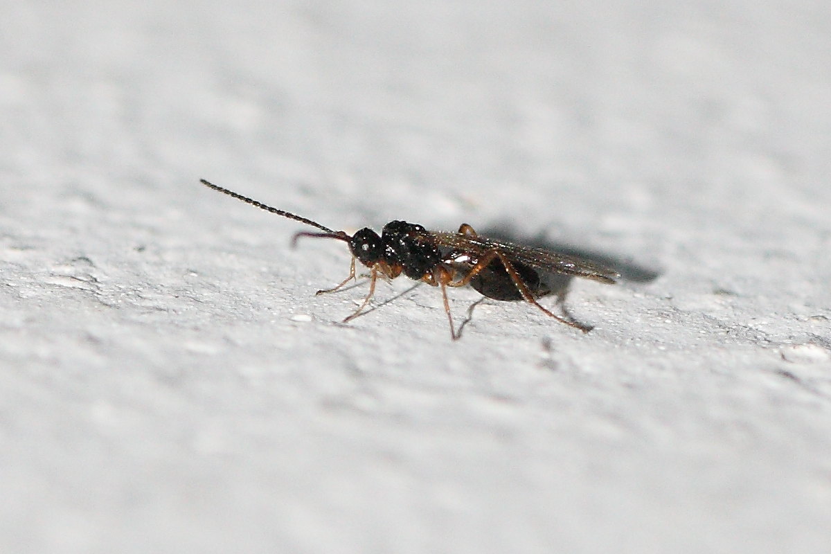 Cinipidae