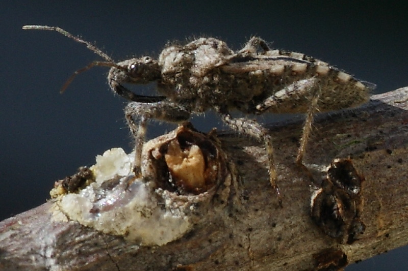 Reduviidae: ninfe di Reduvius, Peirates, Ectomocoris di Osti