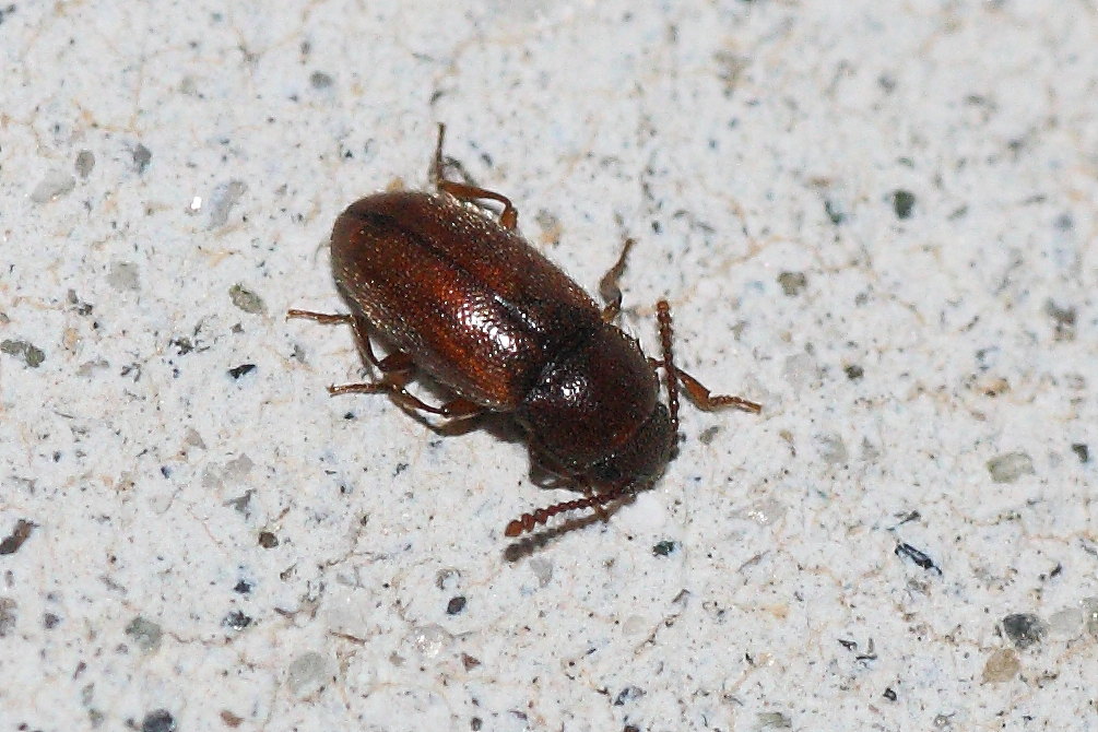 Cryptophagus sp. (Cryptophagidae)