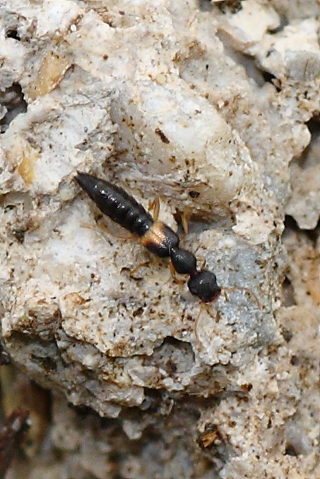 Da identificare: Staphylinidae Astenus