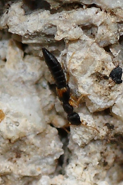 Da identificare: Staphylinidae Astenus