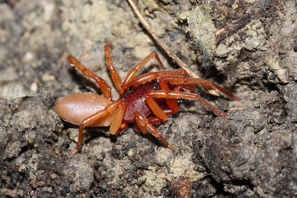 Dysdera sp. - Agugliano (AN)