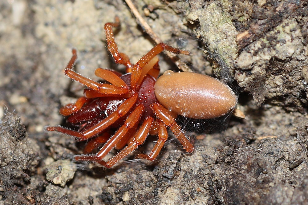 Dysdera sp. - Agugliano (AN)