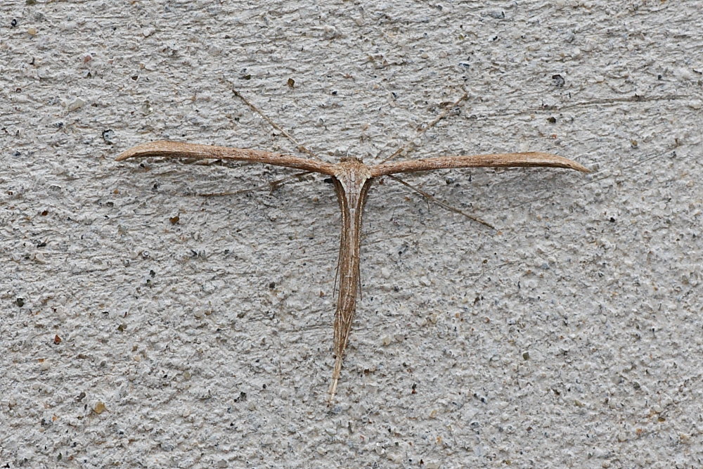 Emmelina monodactyla ?
