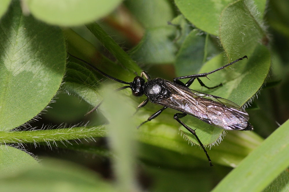 Ichneumonidae, cfr Coelichneumon M anthrax