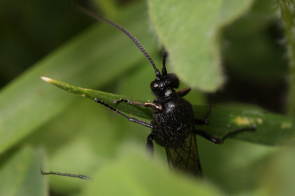Ichneumonidae, cfr Coelichneumon M anthrax