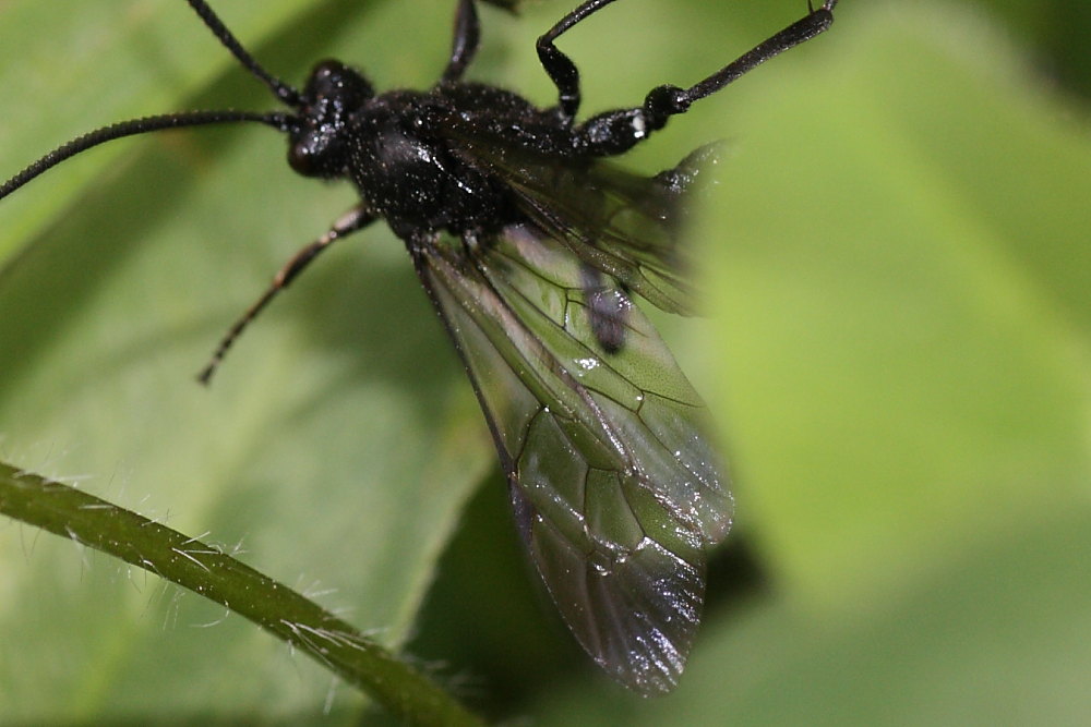 Ichneumonidae, cfr Coelichneumon M anthrax
