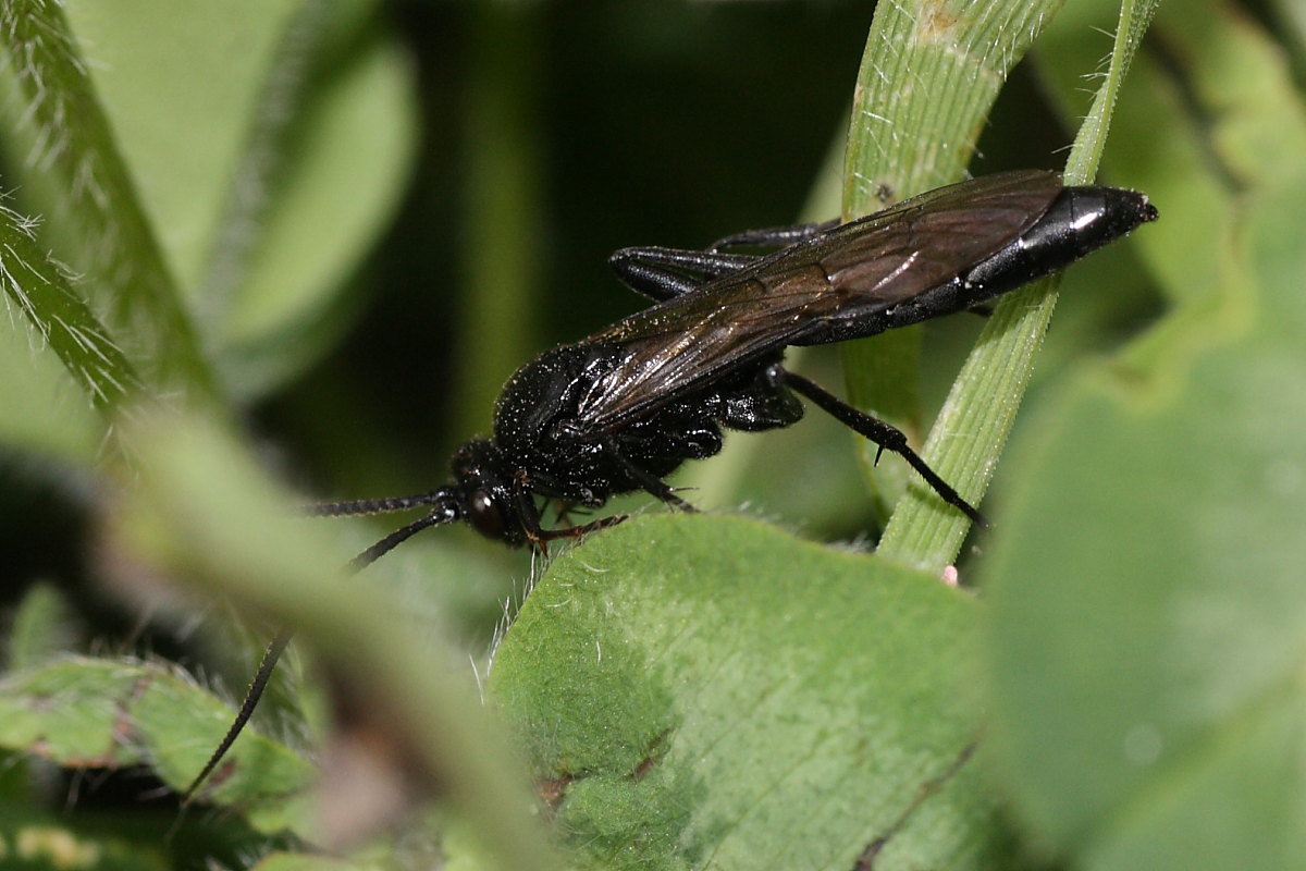 Ichneumonidae, cfr Coelichneumon M anthrax