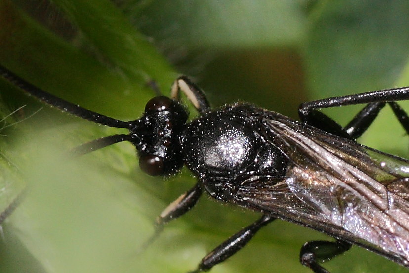 Ichneumonidae, cfr Coelichneumon M anthrax