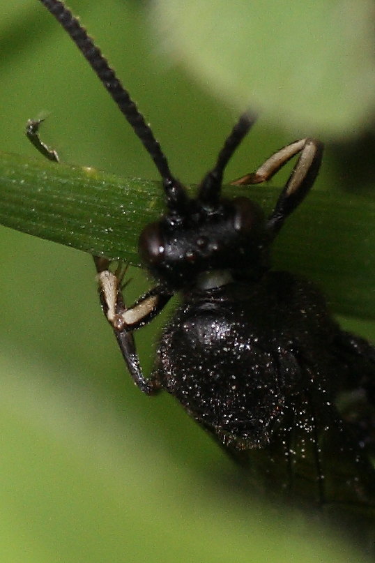 Ichneumonidae, cfr Coelichneumon M anthrax