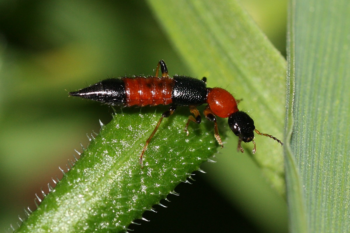 Paederus littoralis
