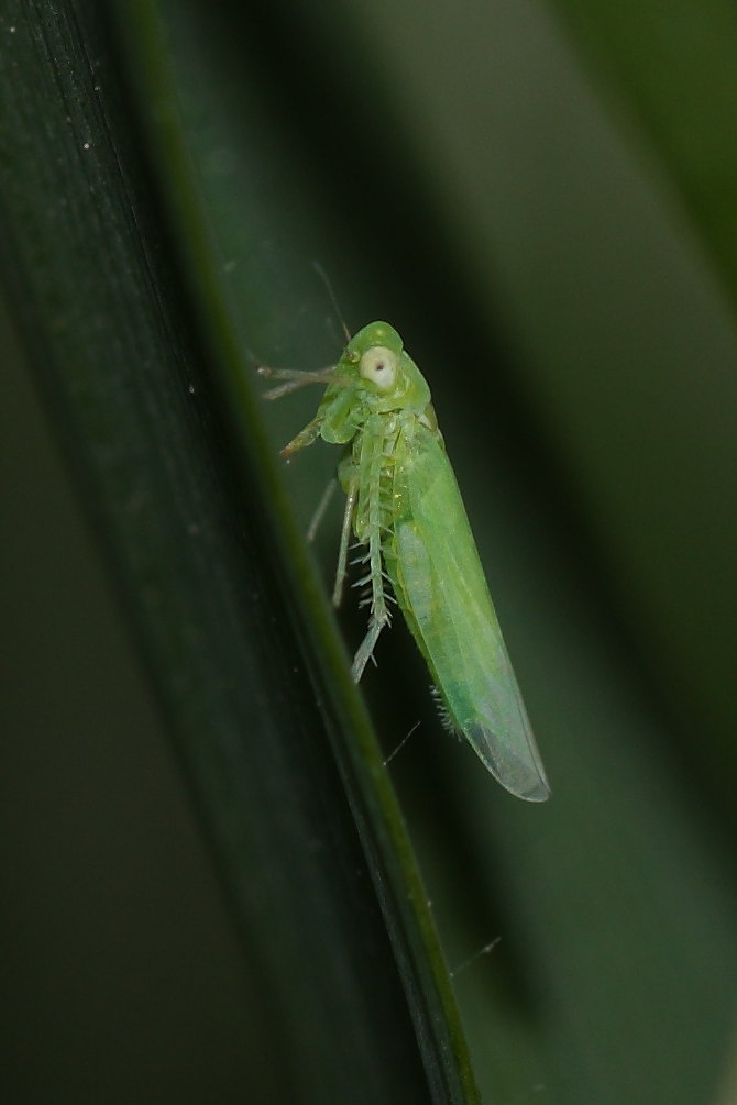 Empoasca sp.