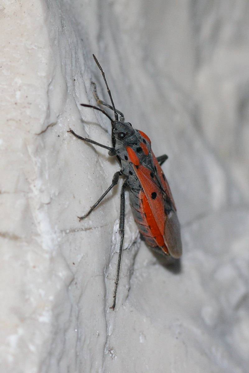 Lygaeidae: Lygaeus creticus delle Marche (AN)