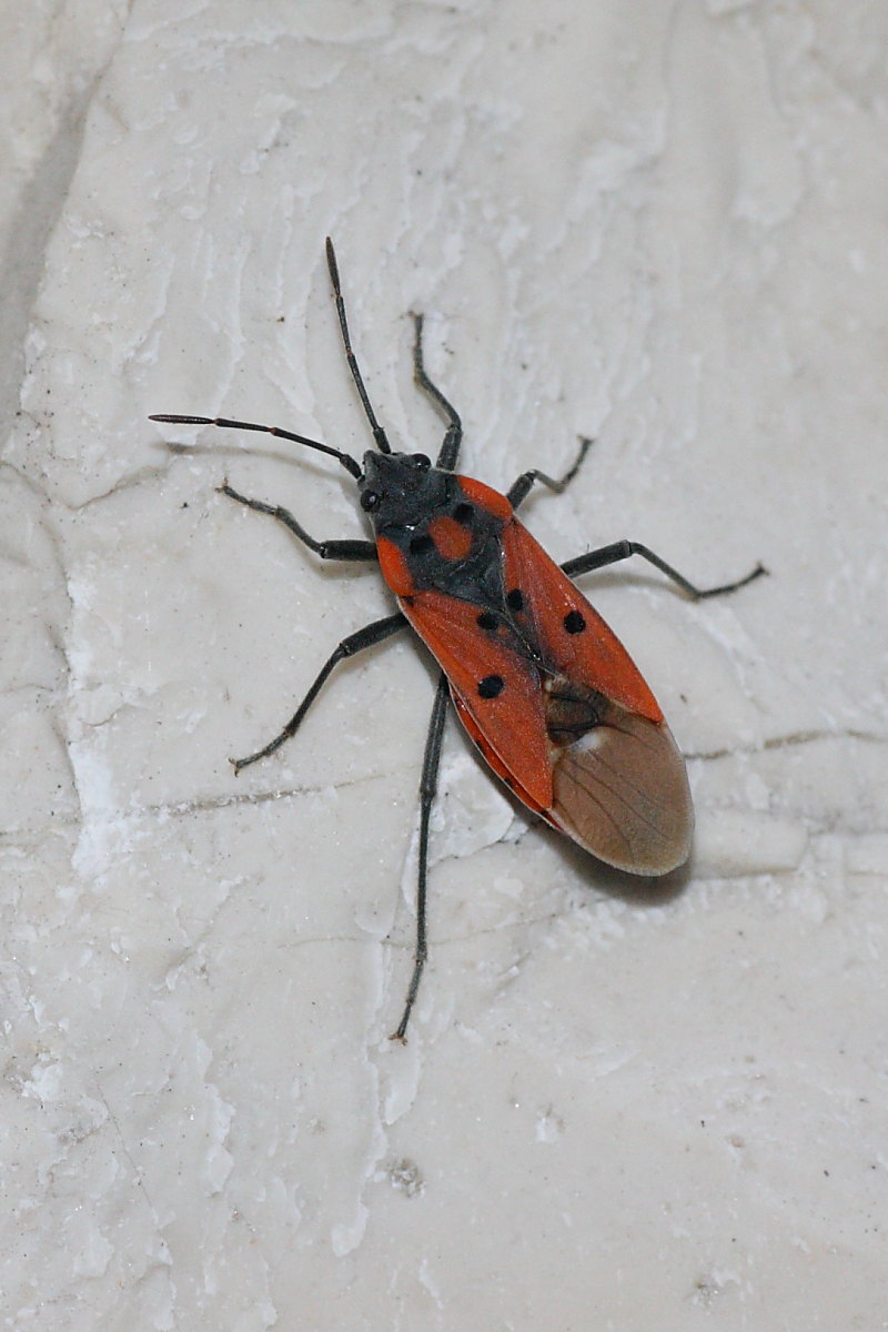 Lygaeidae: Lygaeus creticus delle Marche (AN)