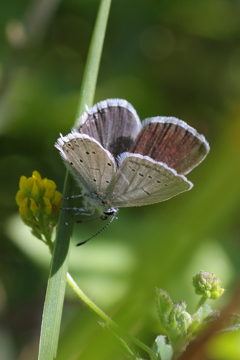 Licenide da identificare : Cupido (Everes) alcetas