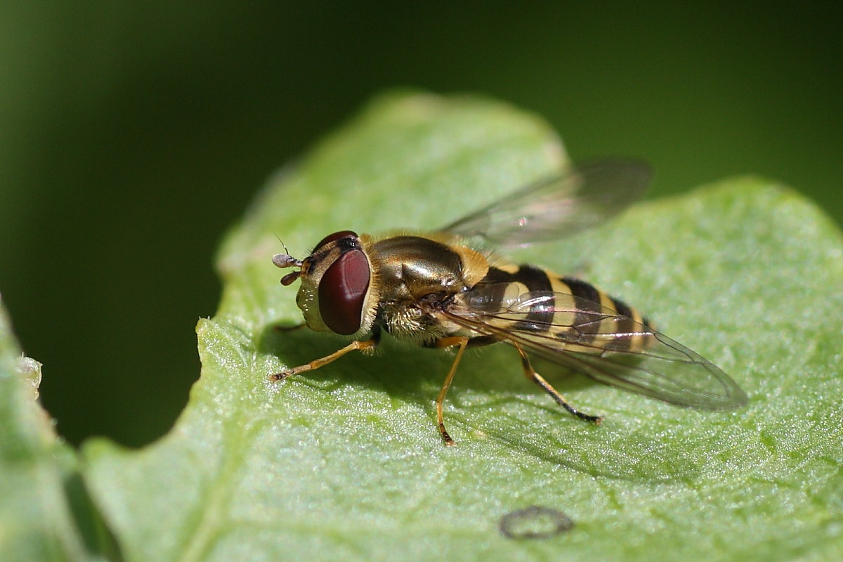 Syrphus ribesii ?