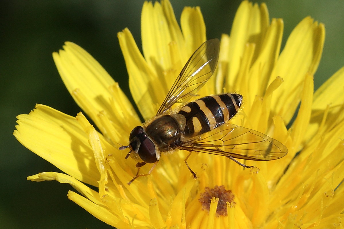 Syrphus ribesii ?