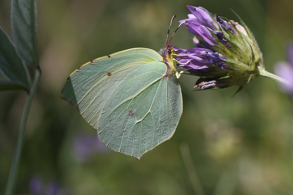 Gonepteryx rhamni o cleopatra?