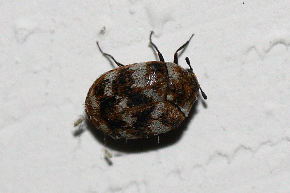 Non era una coccinella...: Anthrenus cf. verbasci