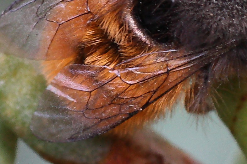 Maschio di Osmia cornuta