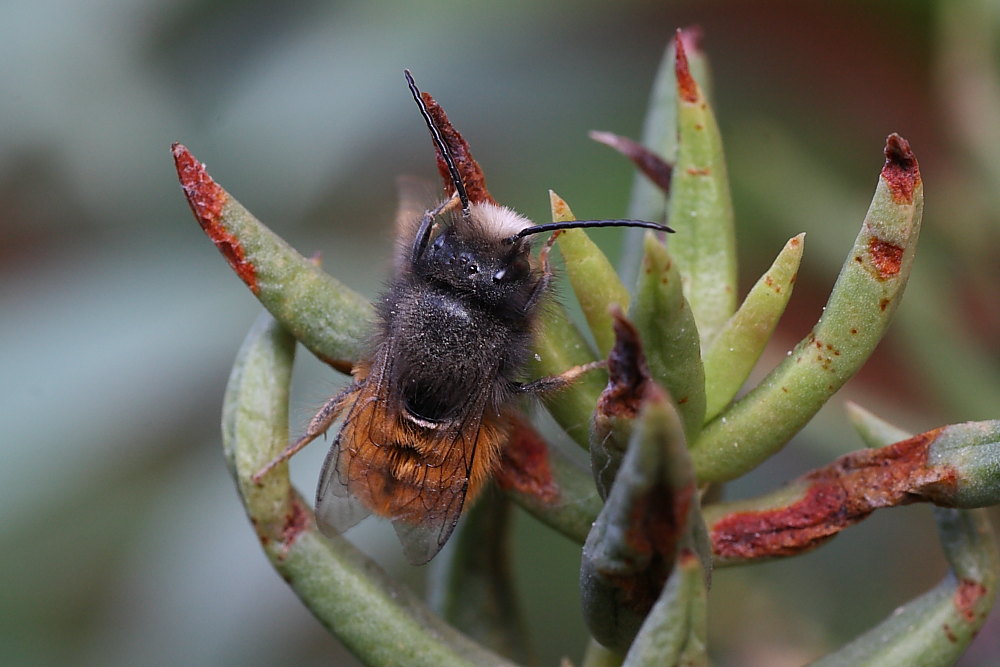 Maschio di Osmia cornuta