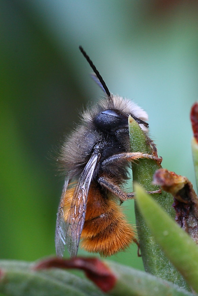 Maschio di Osmia cornuta