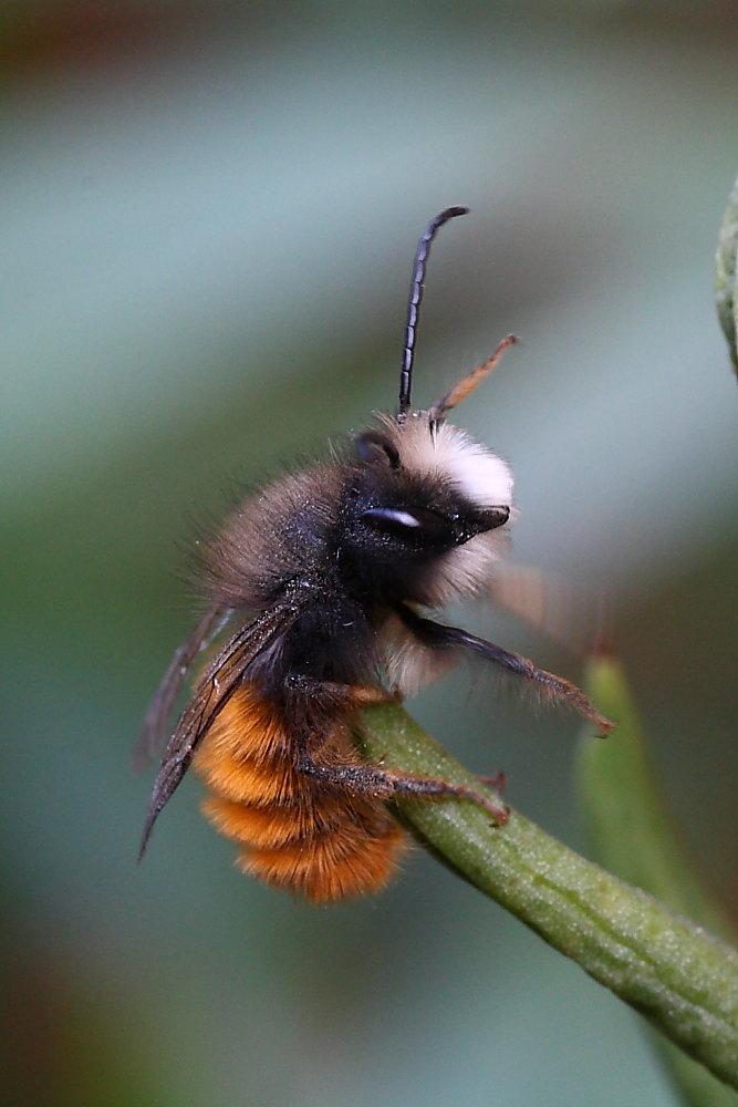 Maschio di Osmia cornuta