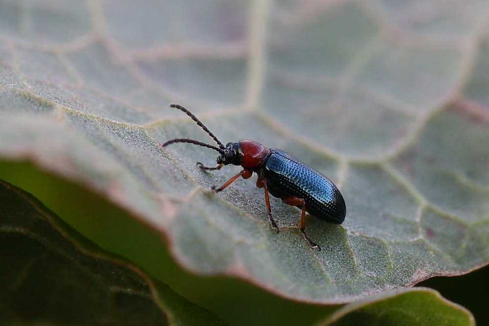 Oulema sp.