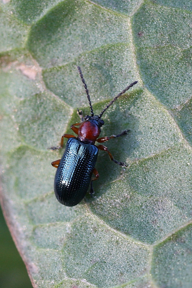 Oulema sp.