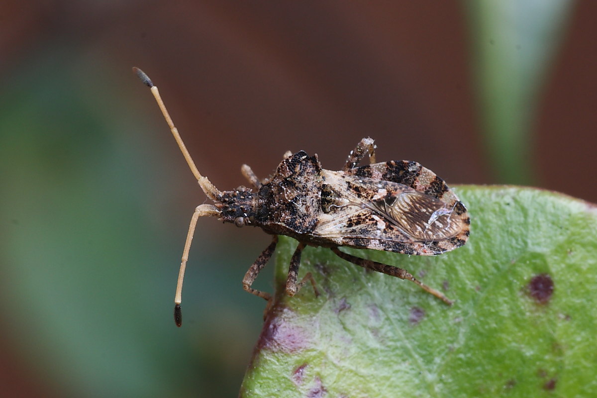 Coreidae: Centrocoris variegatus  di Agugliano