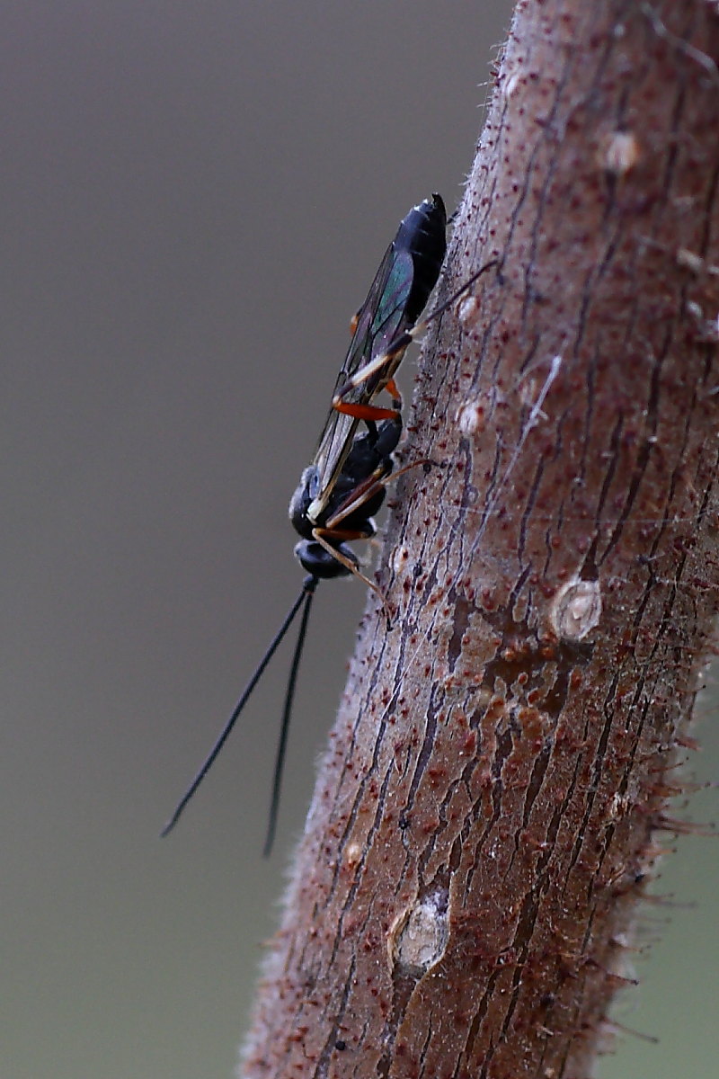 Ichneumonidae da identificare
