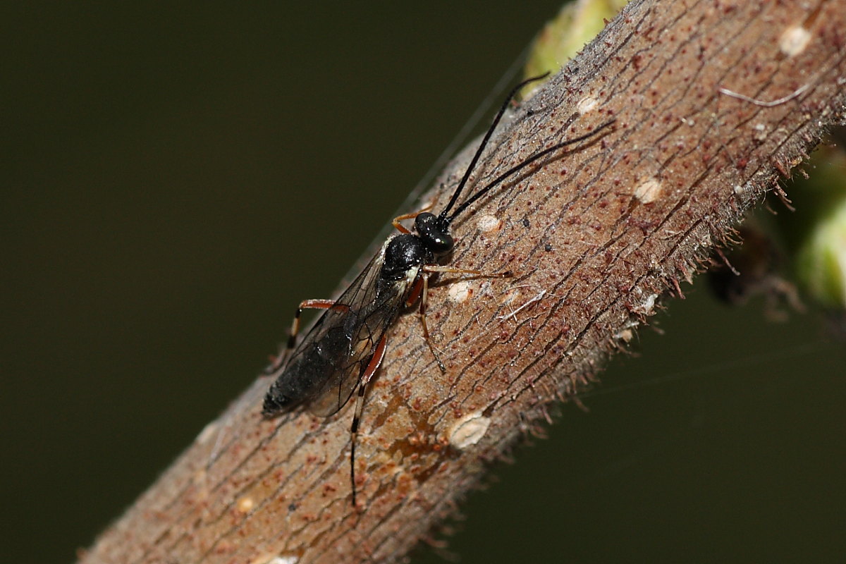 Ichneumonidae da identificare