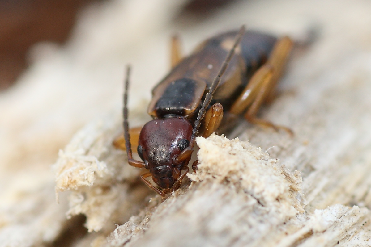 Forficula auricularia