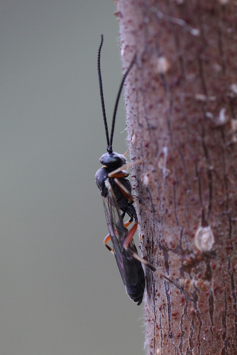 Ichneumonidae da identificare
