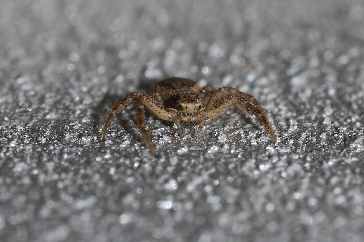 Xysticus sp.