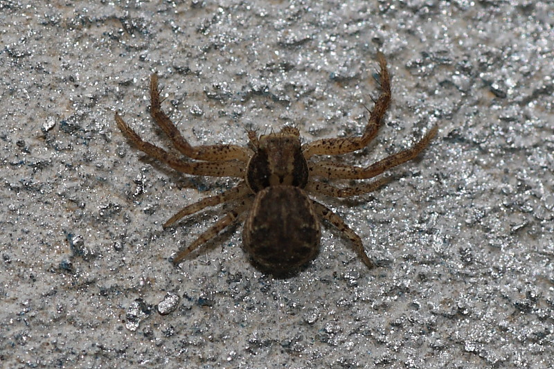 Xysticus sp.