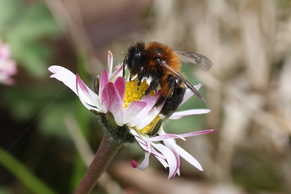 Andrena bicolor