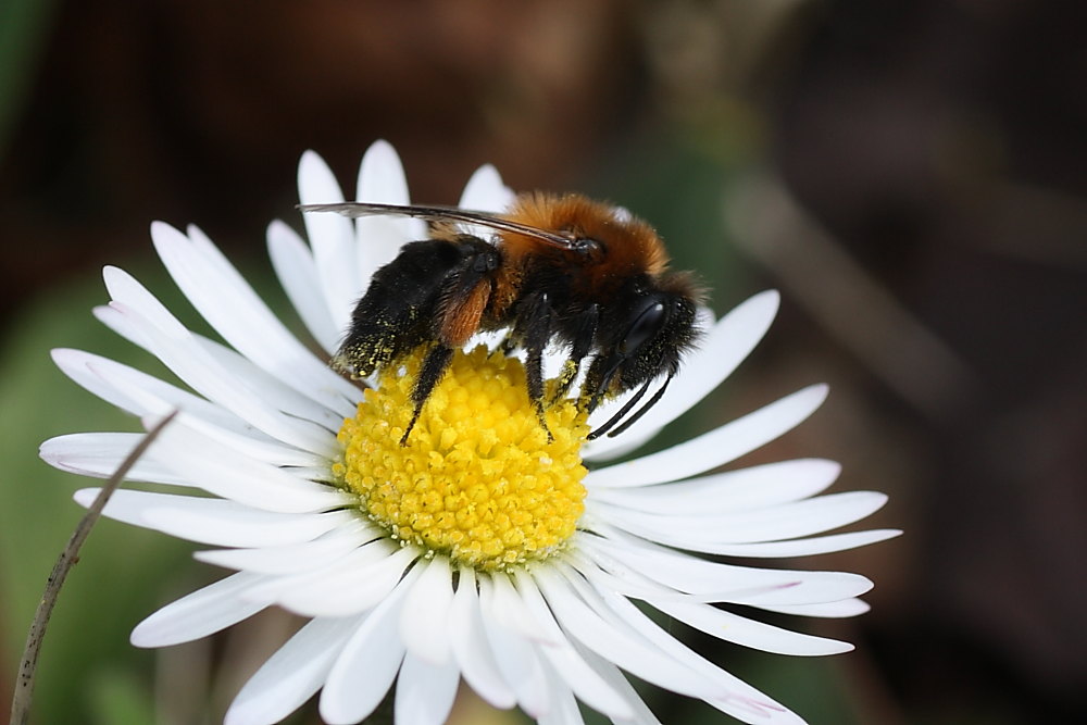 Andrena bicolor