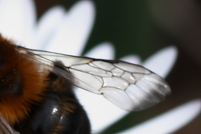 Andrena bicolor