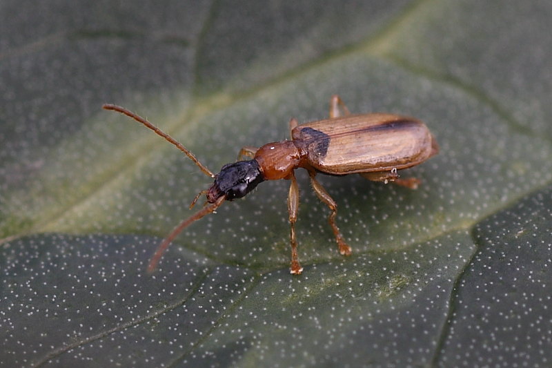 Demetrias atricapillus