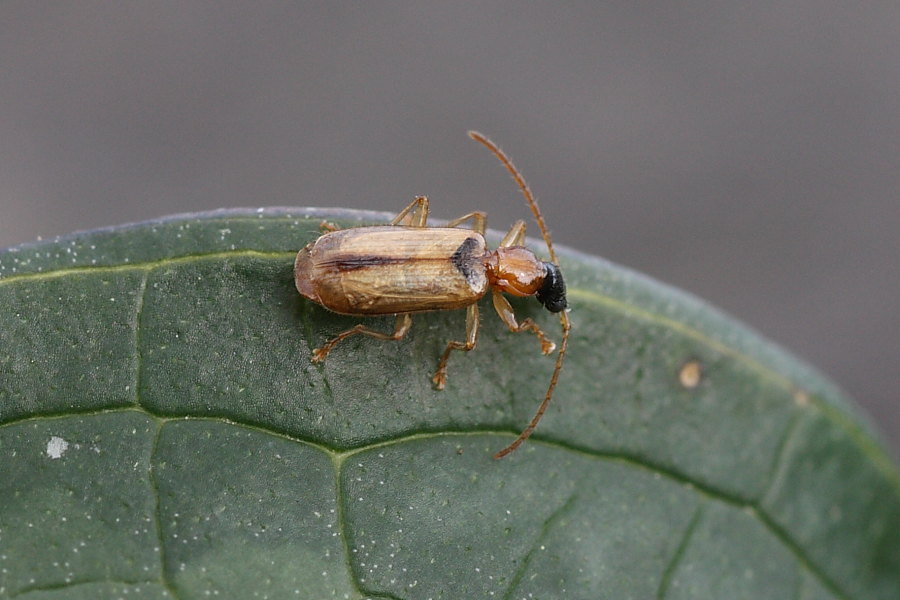 Demetrias atricapillus