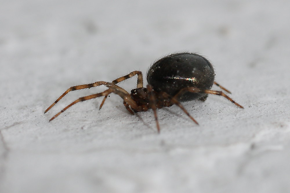 Enoplognatha sp.