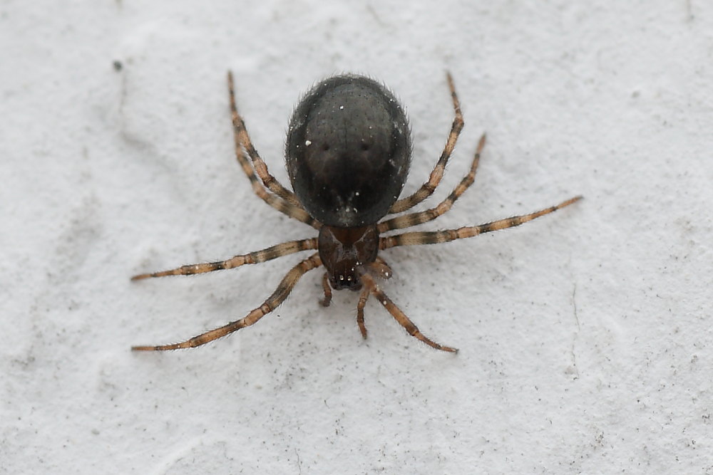 Enoplognatha sp.