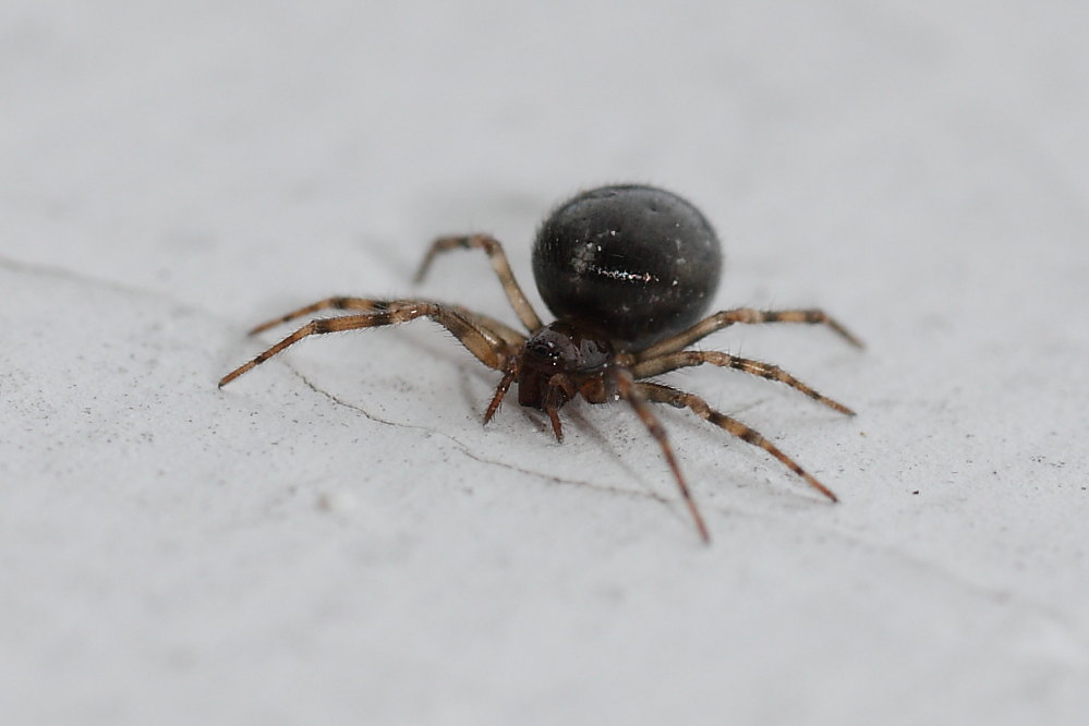 Enoplognatha sp.