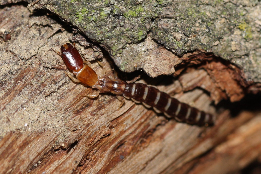 Larva di Parainocellia bicolor